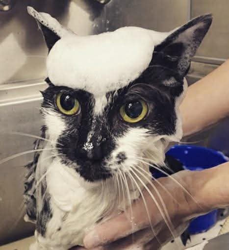 ねこのシャンプーってどうやってやるの？の画像