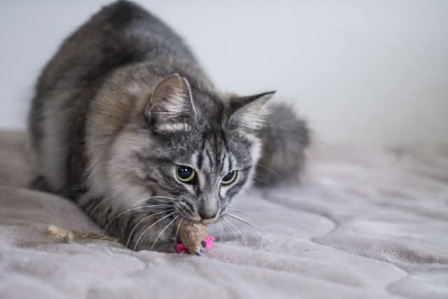 ねこちゃんが病院へ行くストレスを減らすために…の画像