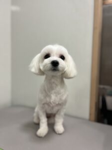 ソラちゃんのトリミング写真