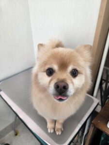 チョビくんのトリミング写真