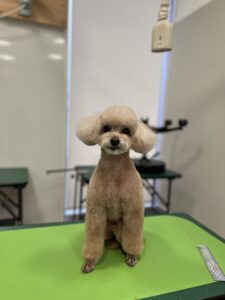 ティアラちゃんのトリミング写真