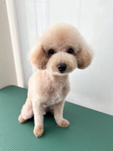 9月8日のわんこたちの写真
