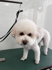 ナナくんのトリミング写真