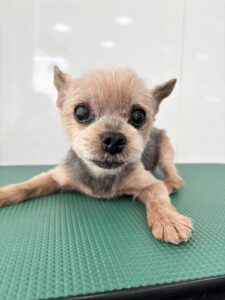 9月9日のわんこたちの写真