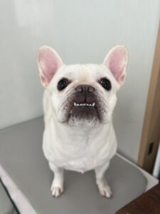 バニラちゃんのトリミング写真