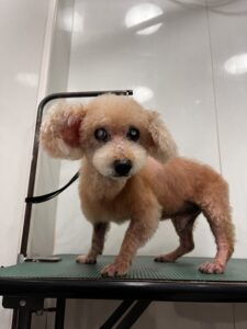 フランくんのトリミング写真