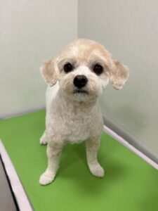 ベルちゃんのトリミング写真