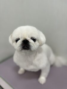 ペコちゃんのトリミング写真