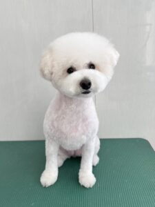 ペネロペちゃんのトリミング写真