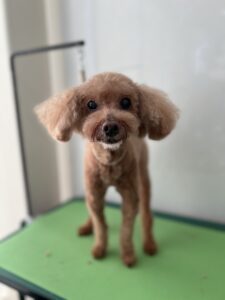 マリ―ちゃんのトリミング写真