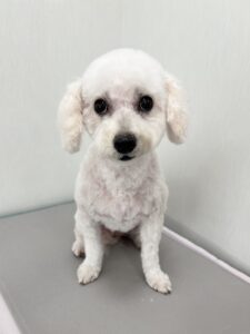 メルちゃんのトリミング写真