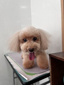 モカちゃんのトリミング写真
