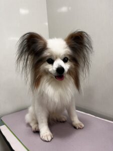 ライムくんのトリミング写真