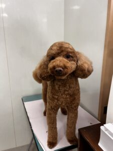 ラテくんのトリミング写真