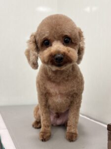 ラテくんのトリミング写真