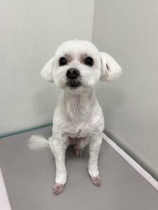 リヤンくんのトリミング写真
