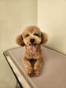 ルルくんのトリミング写真