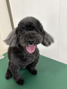 レオくんのトリミング写真