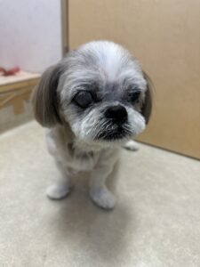 9月2日のわんこたちの写真