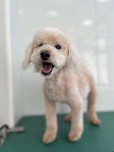 ロビンちゃんのトリミング写真