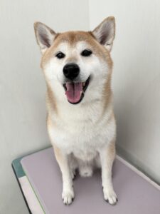 小太郎(こたろう)くんのトリミング写真