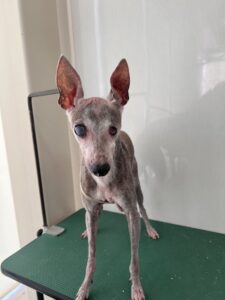 平助(へいすけ)くんのトリミング写真