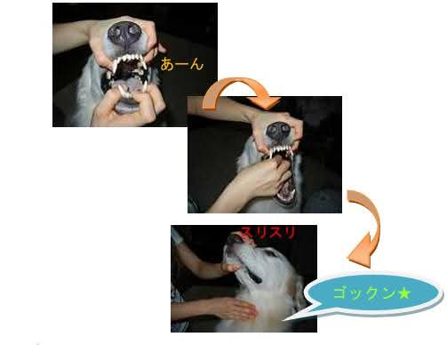 わんちゃん・ねこちゃんにお薬を飲ませるコツとは？の画像