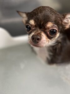 柚餅子(ゆべし)くんのトリミング写真