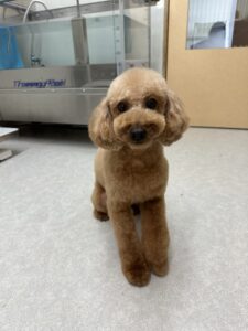 9月3日のわんこたちの写真