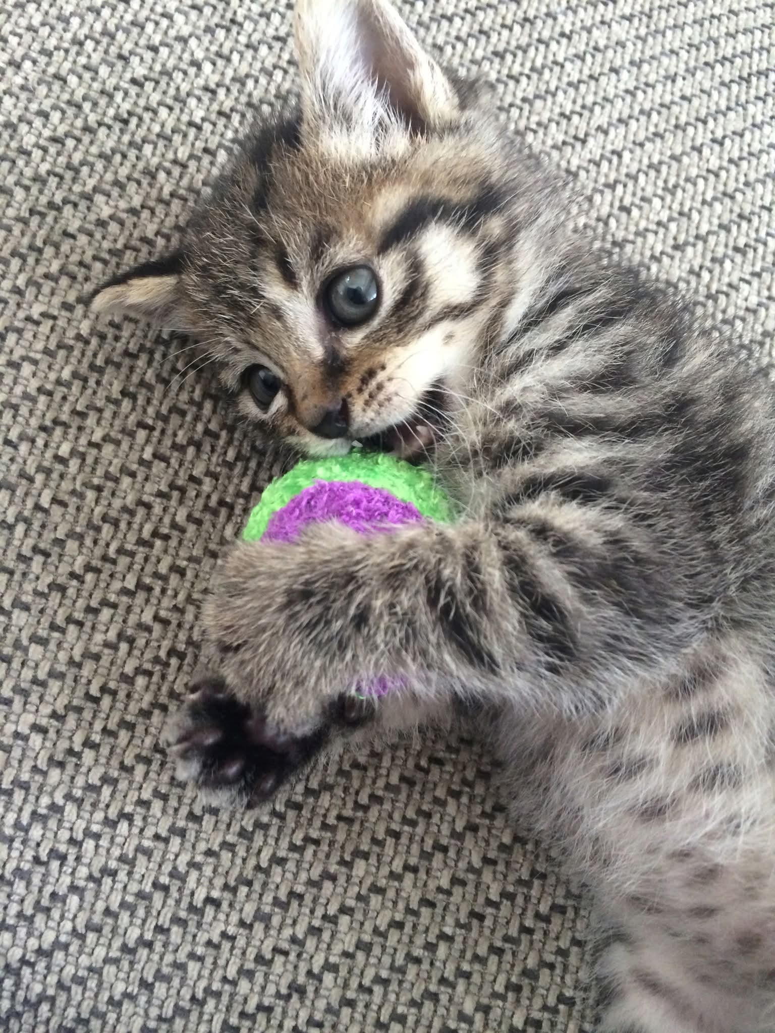 猫の眼の色についての画像