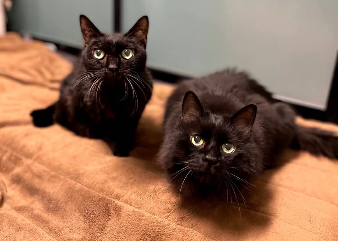 猫の眼の色についての画像