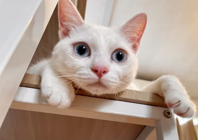 猫の眼の色についての画像