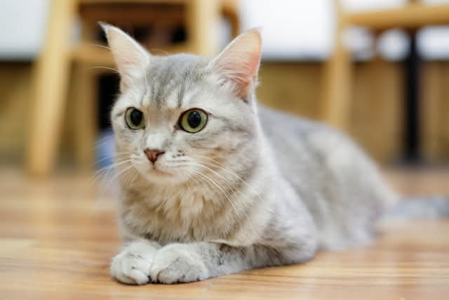 愛犬・愛猫の「胃腸のトラブル」見逃していませんか？の画像