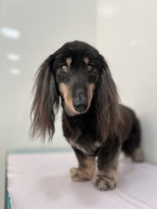 蓮(れん)くんのトリミング写真