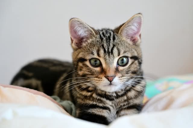 わんちゃん・ねこちゃんの視覚とは？の画像