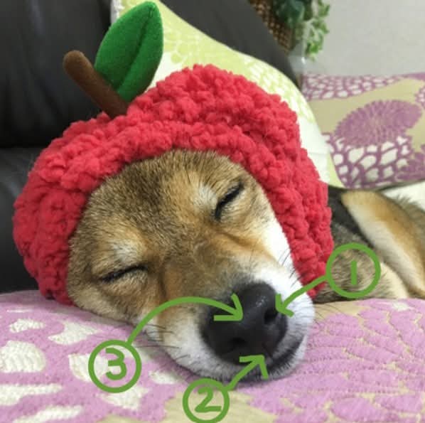 犬の鼻が濡れているのは元気な証拠！？の画像