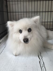 優ちゃんのトリミング写真