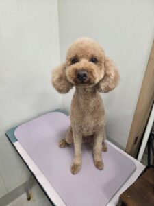 レオンくんのトリミング写真