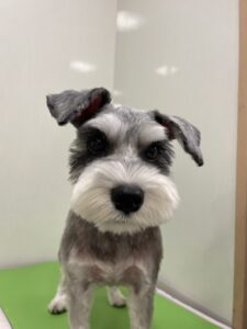 はるちゃんのトリミング写真