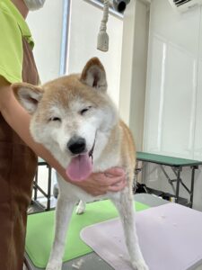 ももちゃんのトリミング写真