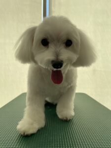 9月7日のわんこたちの写真