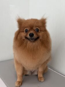 9月1日のわんこたちの写真