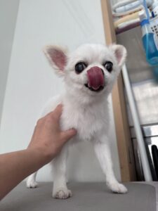 ナナちゃんのトリミング写真