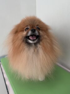 風(ふぅ)くんのトリミング写真