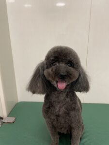 コタローくんのトリミング写真