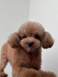 空音（くおん）ちゃんのトリミング写真