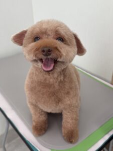 9月14日のわんこたちの写真