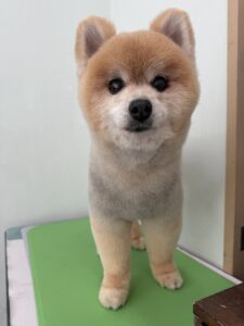こじろーくんのトリミング写真