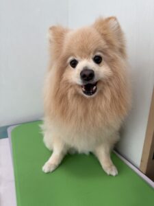 ひなたくんのトリミング写真