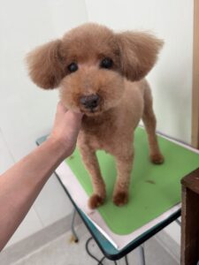 9月15日のわんこたちの写真